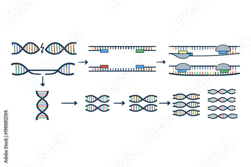 PCR Amplification Cycle Diagram Illustrating Denaturation, Annealing, and Extension Stages with DNA Helix, Primers, and Polymerase Enzyme for Molecular Biology and Genetic Research Education