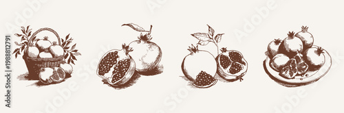 Pomegranate fruit cut whole seeds botanical vintage set. Scenes include whole and sliced pomegranates with leaves and textures. Illustrations for packaging and branding, hand drawn pencil sketch style