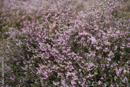 Canvas Print Dense heather field in bloom on overcast day