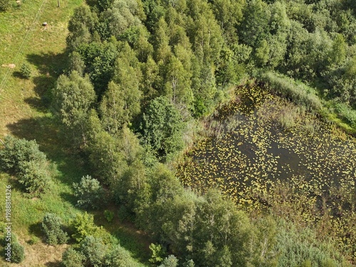 A pond in the forest, covered with fallen leaves. A quiet backwater in the forest. Still waters run deep. A picturesque fairytale forest pond, a small lake.