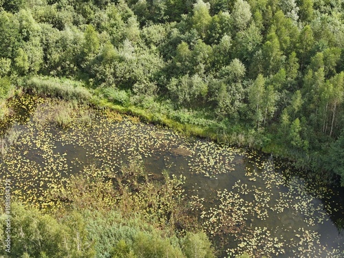 A river in the middle of a dense forest is covered with fallen leaves in late summer or autumn. Leaves float on the water. Deciduous forest on the bank of a small river.