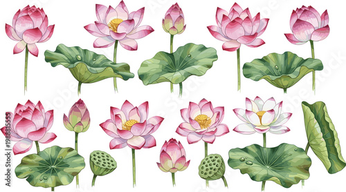 Pink lotus flowers and leaves collection with buds and seed pods, detailed botanical vector illustration set for nature, spa, and decorative design