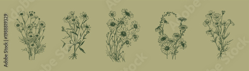 Wildflowers botanical collection delicate meadow plants floral compositions. Illustrations for packaging design and natural branding. Hand drawn sketch style, pencil line art with fine detailed lines.