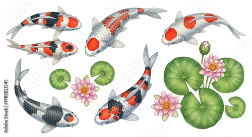 Koi Fish, Lotus Flowers, Water Lilies, Pond Vector Icons