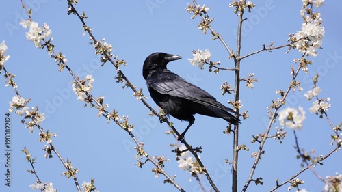 A Cawing raven perches on a blossoming tree, surrounded by white blossoms with a clear blue sky in the background