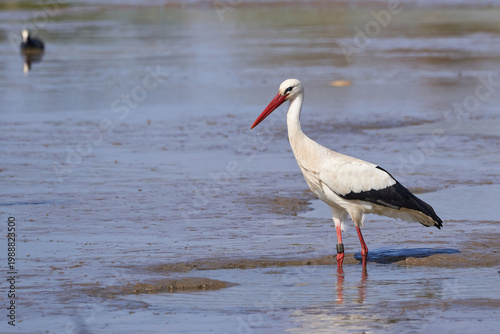 White stork catching fish in a pond (Ciconia ciconia)