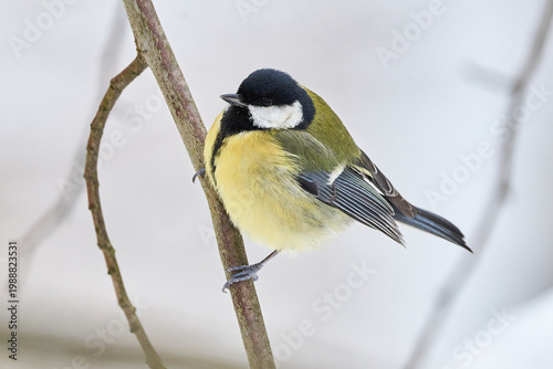 Fotografía Great tit bird closeup in winter season ( Parus major )