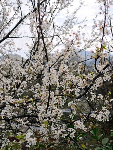 Cherry tree blossom .High quality 