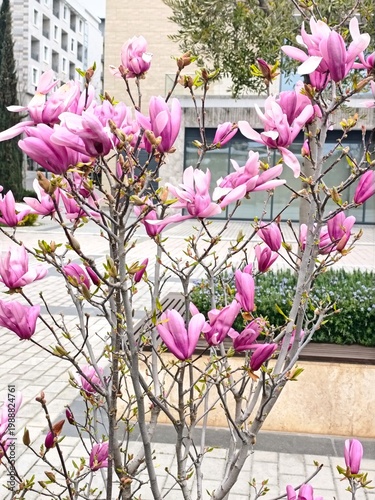 Beautiful magnolia in the park . High quality photo