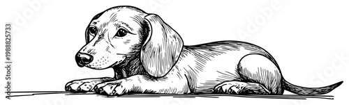 Dachshund puppy lying down hand drawn sketch, cute dog pet engraving style, small hound animal vector illustration