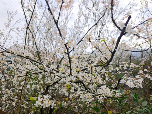 Cherry tree blossom .High quality 