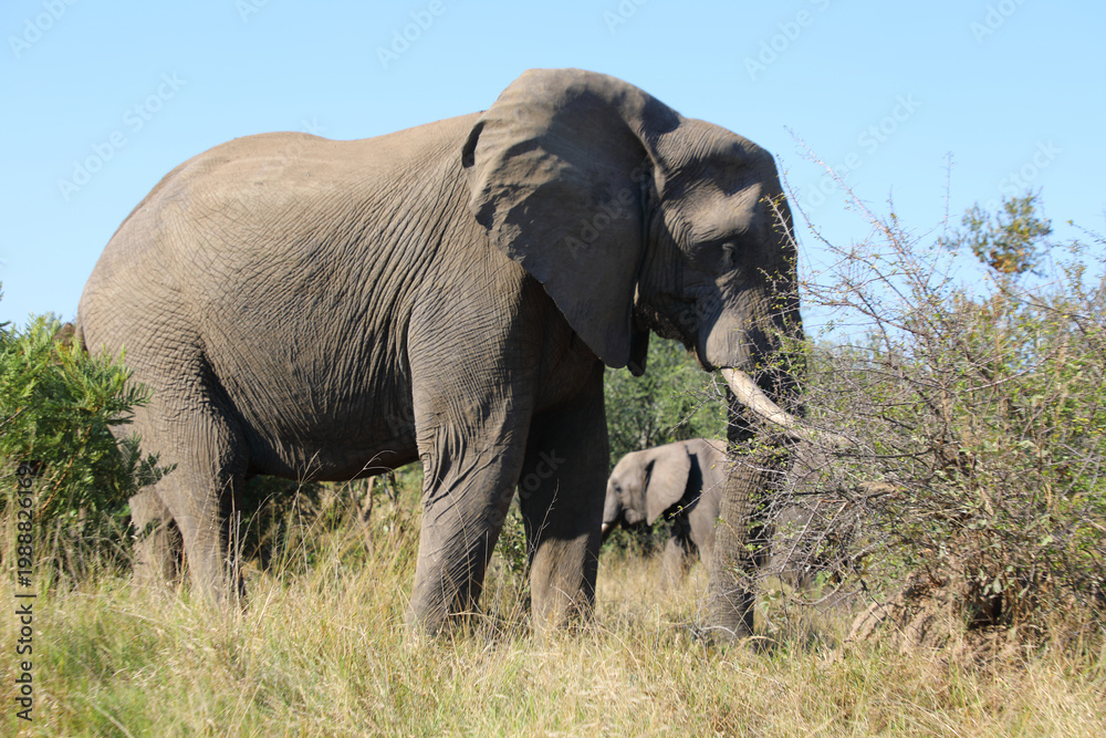 Fototapeta premium Afrikanischer Elefant / African elephant / Loxodonta africana