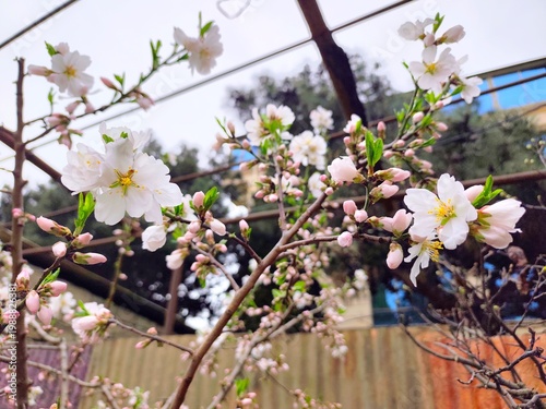 Almond tree in bloom . High quality photo