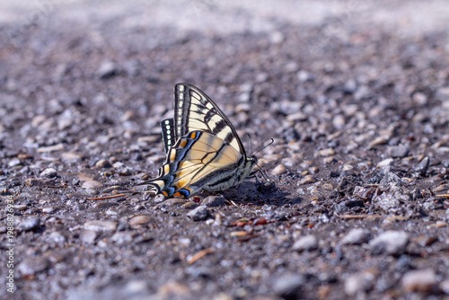 Bilde på lerret Canadian Tiger Swallowtail Butterfly Sips Moisture