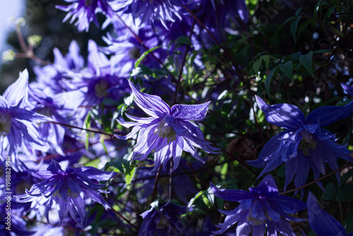 Photos Sparky Blue Clematis Blooming In Summer Sun