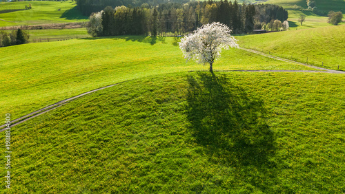 Lone blooming cherry tree on a green grassy hill in the Alpine foothills of Europe.