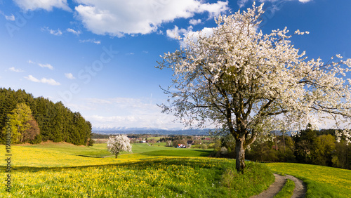 White spring blossoms on a tree with the snowy Alpine mountain range in the background.