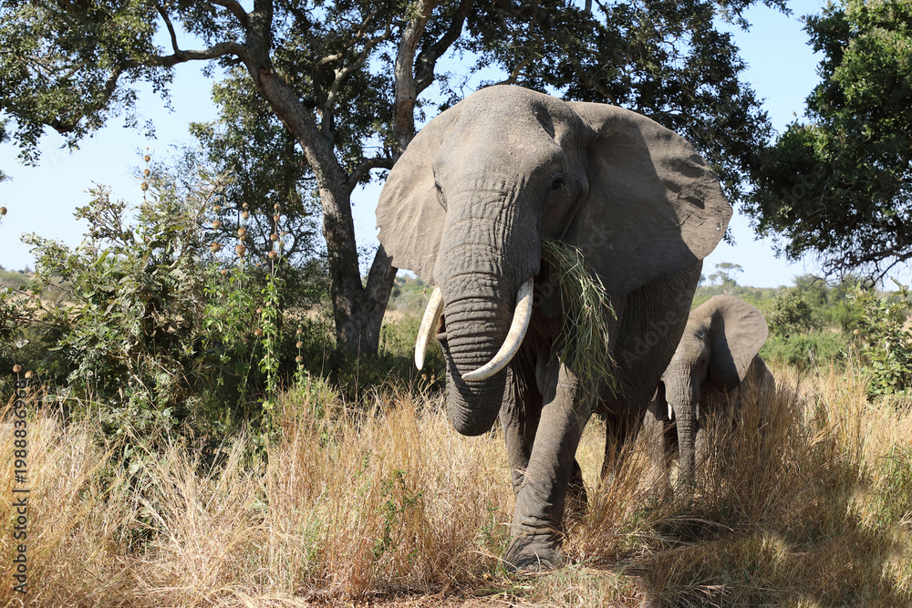 Fototapeta premium Afrikanischer Elefant / African elephant / Loxodonta africana