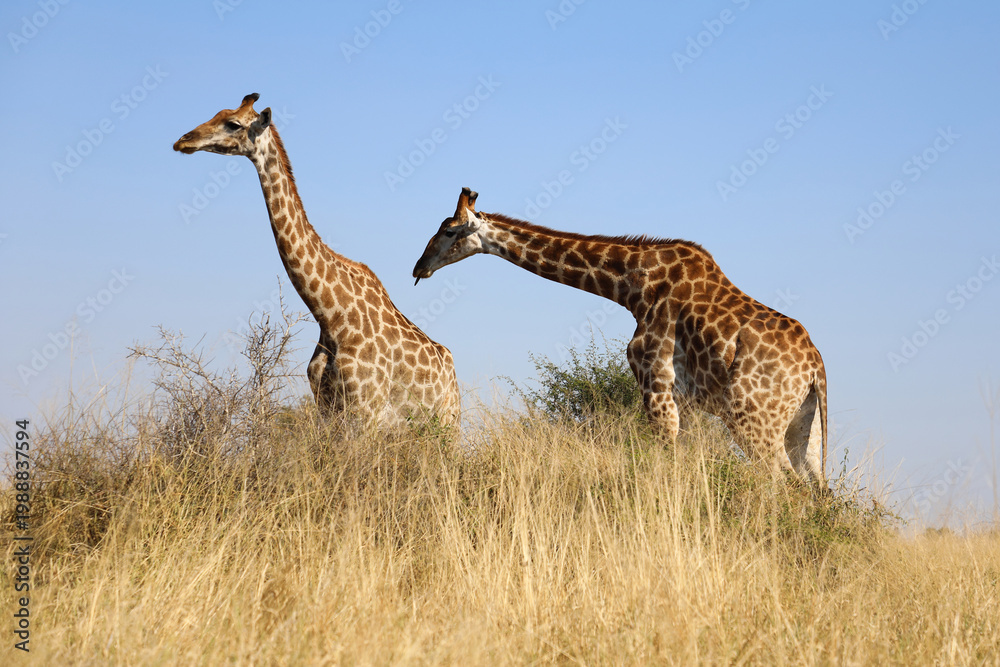 Obraz premium Giraffe / Giraffe / Giraffa camelopardalis