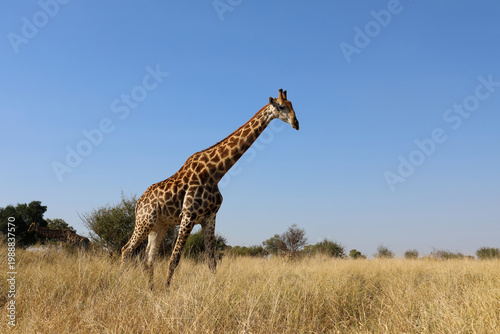 Giraffe / Giraffe / Giraffa camelopardalis
