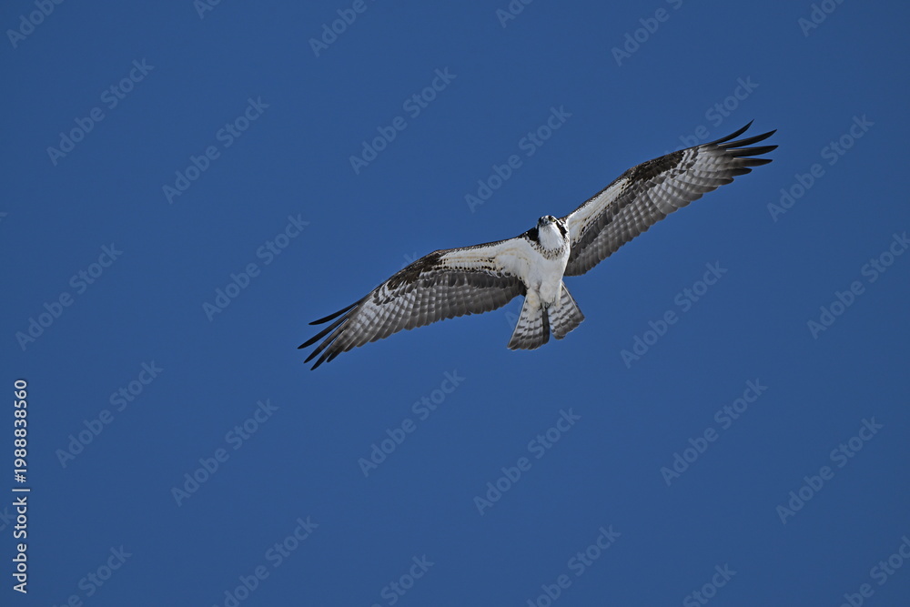 Obraz premium Osprey flying in the sky, Nature, wildlife, season, Canada, Osprey