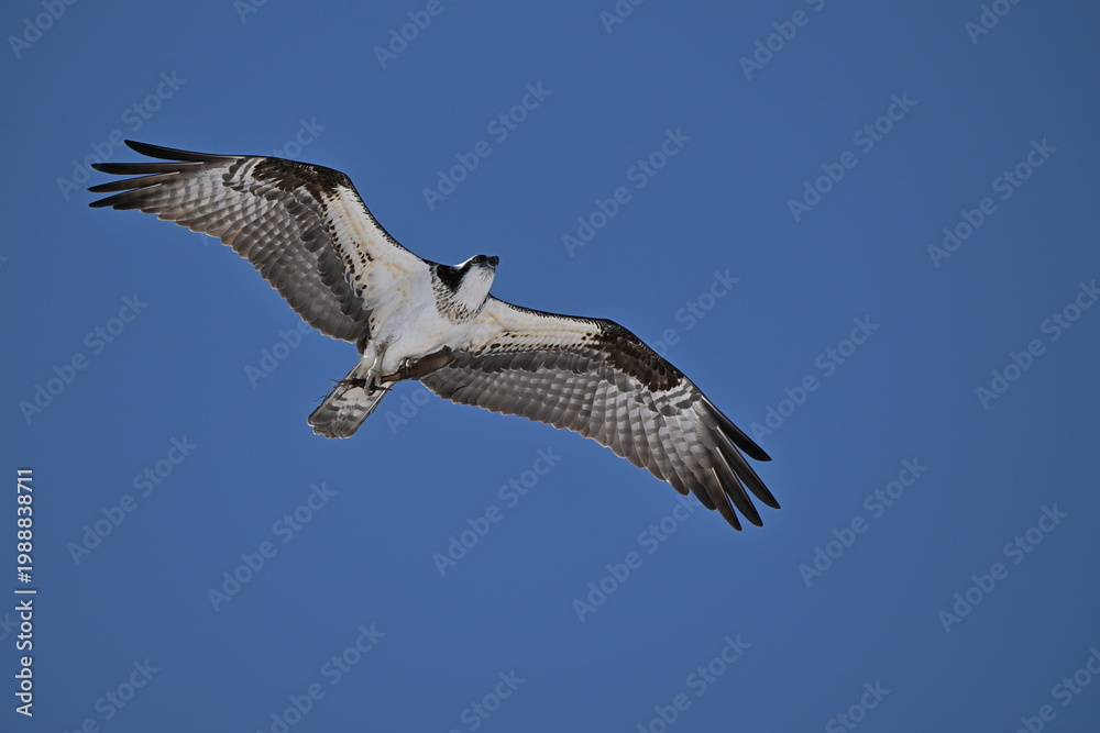 Obraz premium osprey in flight, Osprey flying in the sky, Nature, wildlife, season, Canada, Osprey