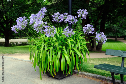 Beautiful purple agapanthus flowers in a park with green grass and trees during summer