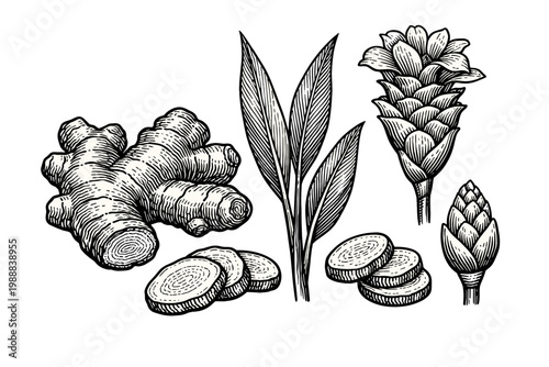 Botanical Hand Drawn Engraving of Ginger Plant Parts Including Rhizome Sliced Root Leaves Flower and Bud Isolated on White Background Vintage Sketch Style for Herbal Medicine and Culinary Design