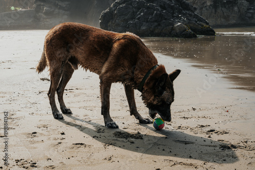 playfull dog at the beach