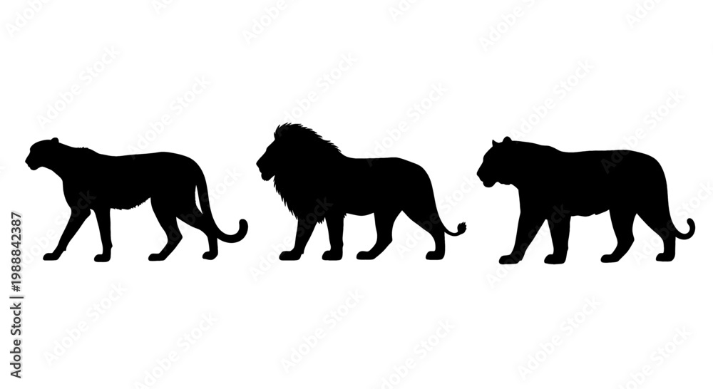 Fototapeta premium Three powerful big cats in silhouette, walking together in a line.
