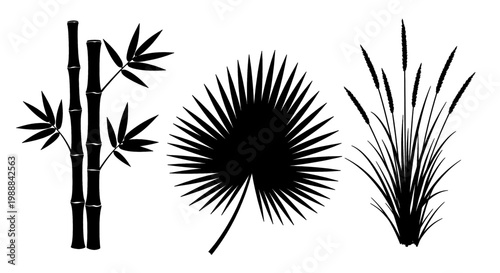 Elegant black silhouettes of natural plants: bamboo, palm leaf, and reeds.