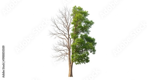Split Tree Half Dead Bare Branches, Half Green Leaves. Concept of Change, Seasons, Life Cycle