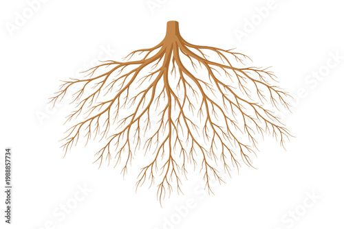 Fibrous Root System Illustration Isolated on White Background, Detailed Botanical Anatomy of Underground Plant Roots for Biology Education, Nature Growth Concept, Organic Branching Vector Art