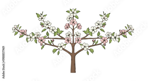 Symmetrical espalier pear tree with pink and white blossoms vector illustration