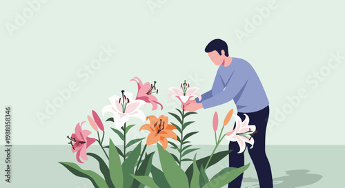 Man picking colorful lily flowers in garden. Vector illustration of gardening hobby
