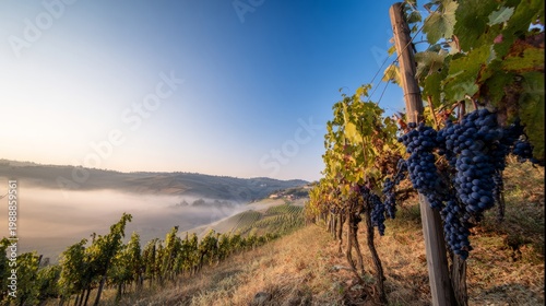 nebbiolo. Nebbiolo vineyard on Piedmont hills at sunrise with morning mist over grapes. menu design, packaging mockups, designed for culinary blogs and recipe cards for restaurants.
