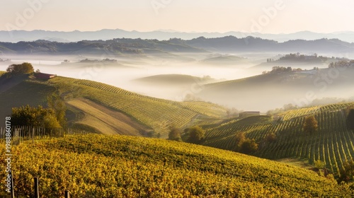 nebbiolo. Nebbiolo vineyard on Piedmont hills at sunrise with morning mist over grapes. menu design, packaging mockups, designed for culinary blogs and recipe cards for restaurants.
