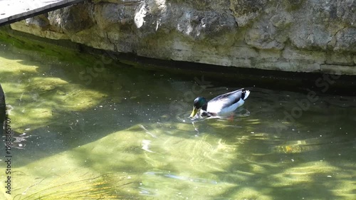 Pato buceando y buscando comida en un estanque