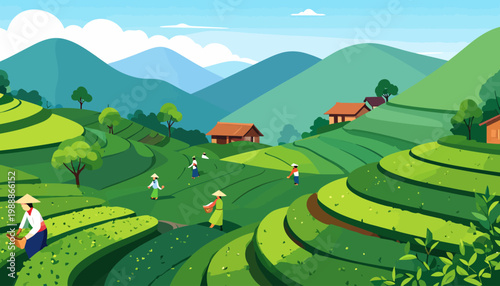 Traditional Tea Harvesting on Lush Green Terraced Plantation Fields.