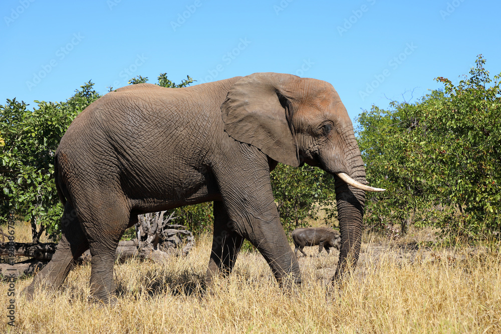 Fototapeta premium Afrikanischer Elefant / African elephant / Loxodonta africana