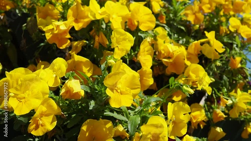 The sky shows a deep blue color with white clouds. Clouds drift quietly and change shape over time. This takes place in the afternoon with clear skies above.