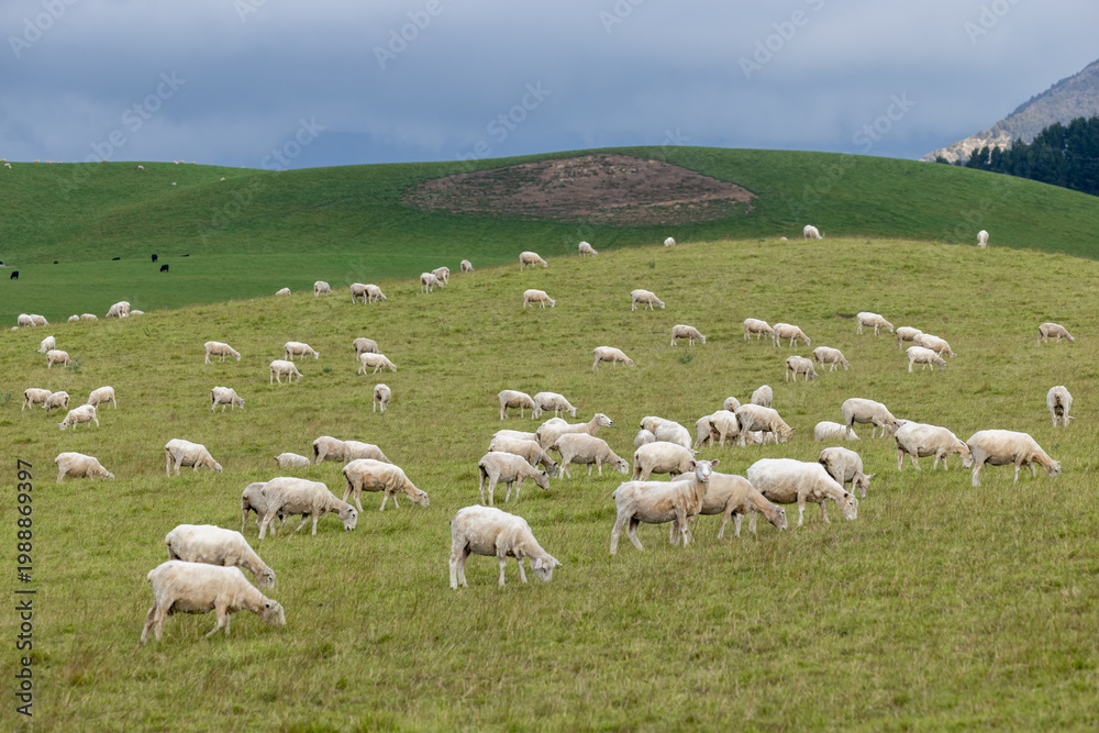 Fototapeta premium A flock of sheep graze on a lush green hillside in Napier-Taihape Road, Ngamahanga, Hawkes Bay, New Zealand, with dark, moody clouds gathering over distant mountains.