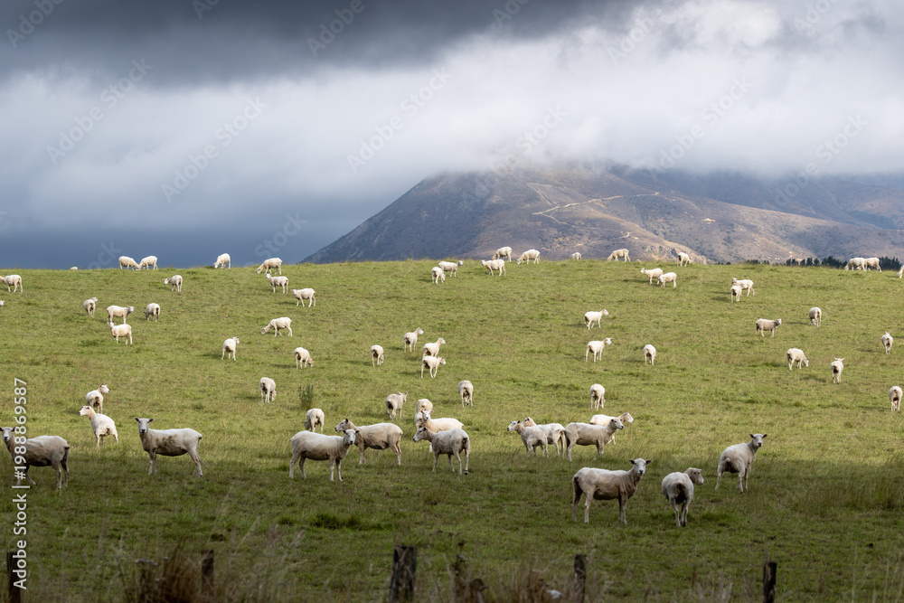 Obraz premium A flock of sheep graze peacefully on a lush green hillside in rural New Zealand under a cloudy sky. Napier-Taihape Road, Ngamahanga, Hawkes Bay, New Zealand.