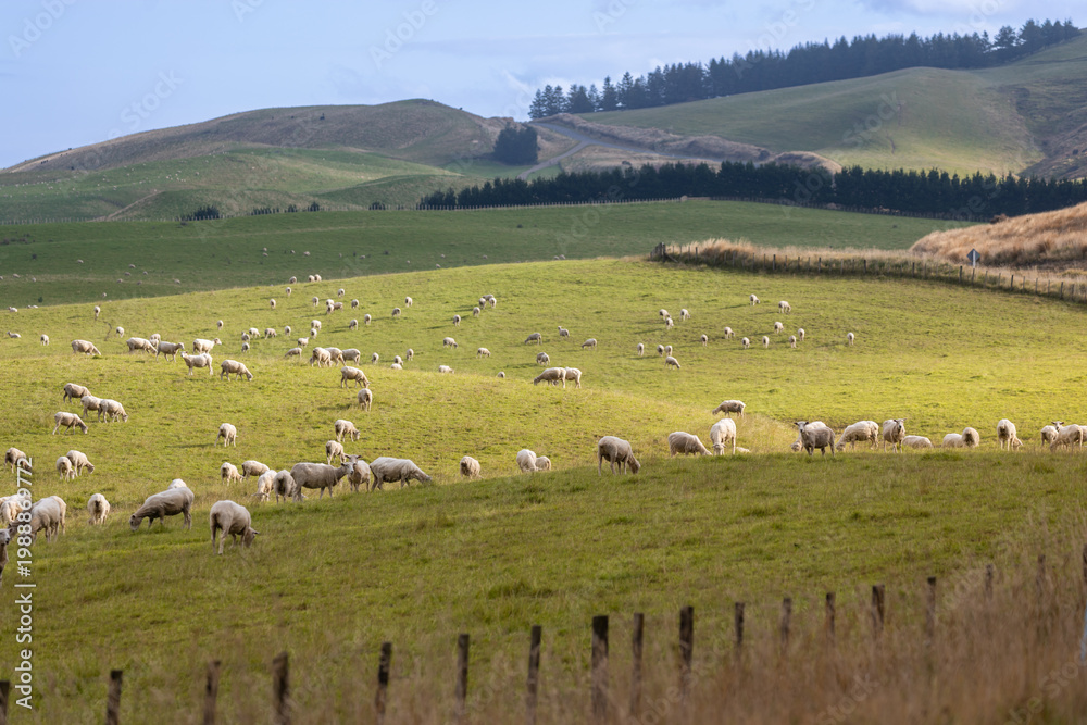 Fototapeta premium A flock of sheep graze peacefully on a lush green hillside in rural New Zealand under a cloudy sky. Napier-Taihape Road, Ngamahanga, Hawkes Bay, New Zealand.