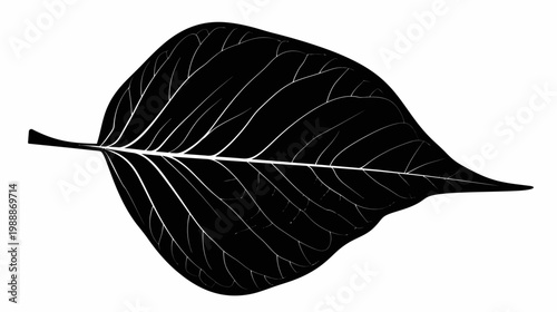 Black leaf silhouette with detailed veins isolated on white background