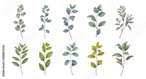 Watercolor Botanical Elements Eucalyptus, Olive Branch, Sage Sprigs Vector Illustration