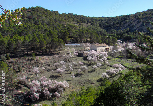 Rural house surrounded by blossoming almond trees in Cuenca, Spain