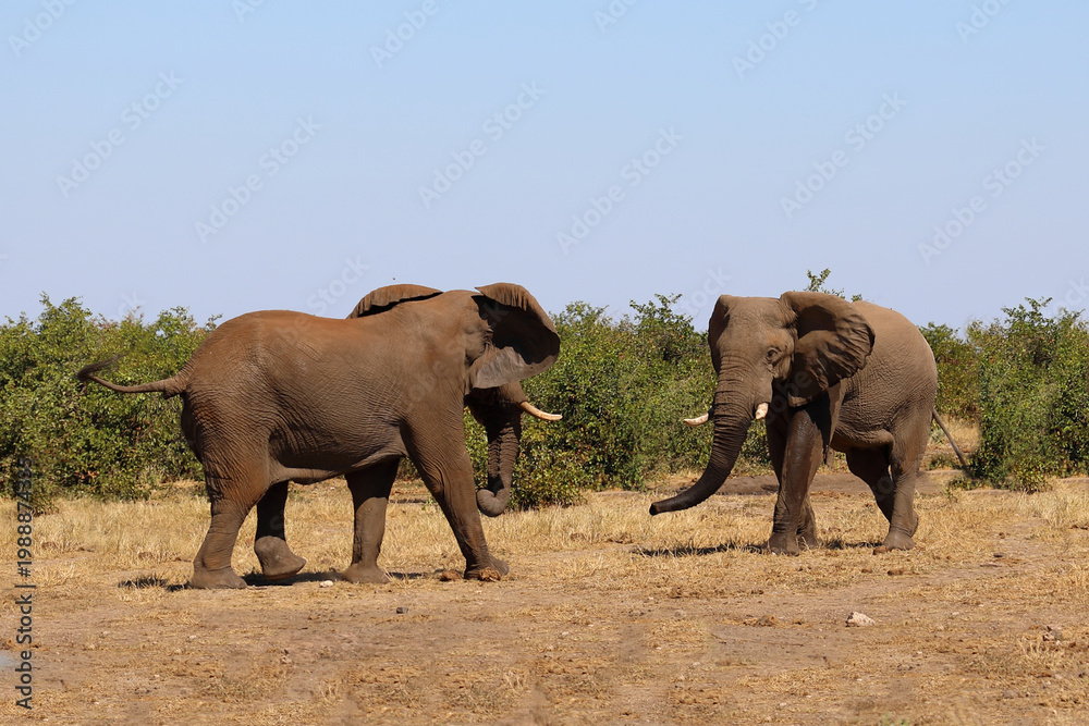 Fototapeta premium Afrikanischer Elefant / African elephant / Loxodonta africana