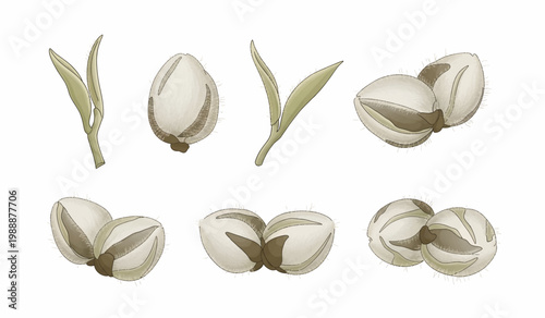 Collection of Pistachios in various stages opened.