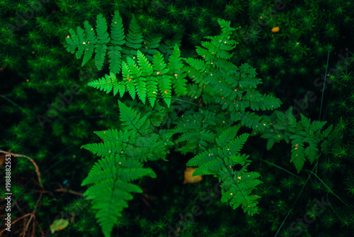 Mystical forest floor with lush ferns, moss, and wild berries. Atmospheric woodland photography featuring soft sunlight, vibrant greenery, and deep forest textures in a moody natural setting.